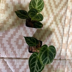 観葉植物　アンスリウム　ドラヤキ の画像