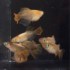 ⭐️琥珀ヒカリ⭐️メダカ　3ペア＋オマケ1の画像