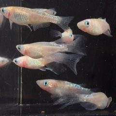終了⭐️黄桜リアルロングフィン⭐️メダカ　7匹の画像