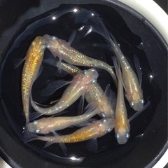 終了⭐️黄桜リアルロングフィン⭐️メダカ　7匹の画像
