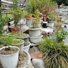 植木鉢、植木の画像