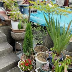 植木鉢、植木の画像