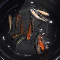 ⭐️ミックスメダカ⭐️ 15匹＋αの画像