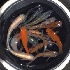 ⭐️ミックスメダカ⭐️ 15匹＋αの画像
