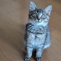 毛足長目でモフ感強！タヌキじゃないデスヨ。