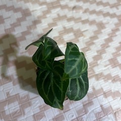 観葉植物　アンスリウム　シルバーホープの画像