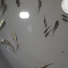 メダカ　フロマージュ　稚魚　現物出品の画像
