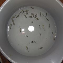 メダカ　フロマージュ　稚魚　現物出品の画像