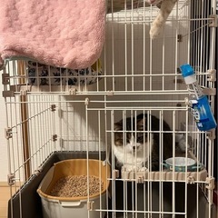 ペット用ゲージ【取引中】
の画像