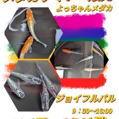 9/7(日)・9/21(日)メダカすくい・販売　ジョイフルパルに...