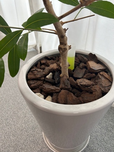 観葉植物　アマゾンオリーブ
