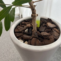観葉植物　アマゾンオリーブの画像