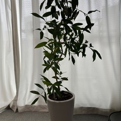 観葉植物　アマゾンオリーブの画像