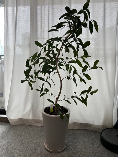 観葉植物　アマゾンオリーブ