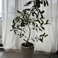 観葉植物　アマゾンオリーブの画像