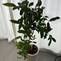 観葉植物　アマゾンオリーブの画像