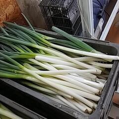 食べられるのに捨てられちゃう⁉️破損ねぎをお譲りします😣💦⤵️の画像