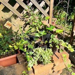 観葉植物🪴アイビー　ポット苗の画像
