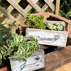 観葉植物🪴アイビー　ポット苗の画像