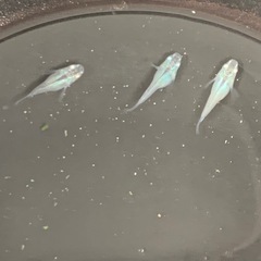 【メダカ屋のんの】深海ダルマメダカ4匹(オス1メス3)の画像