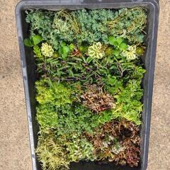 多肉植物、観葉植物、植木鉢等々80サイズ段ボール詰め放題の画像