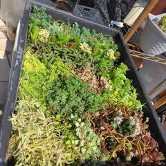 多肉植物、観葉植物、植木鉢等々80サイズ段ボール詰め放題の画像