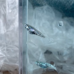 【メダカ屋のんの】メガレックウザメダカ1ペアの画像
