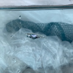 【メダカ屋のんの】メガレックウザメダカ1ペアの画像