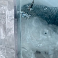 【メダカ屋のんの】メガレックウザメダカ1ペアの画像