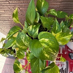 ポトス鉢植えの画像