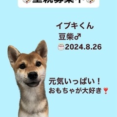 イブキくん☆里親募集中