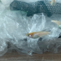 【メダカ屋のんの】艶錦ラメメダカ3匹(オス2メス1)の画像