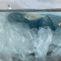 【メダカ屋のんの】艶錦ラメメダカ3匹(オス2メス1)の画像
