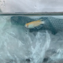 【メダカ屋のんの】艶錦ラメメダカ3匹(オス2メス1)の画像