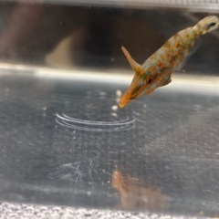 本日限定テングカワハギの画像