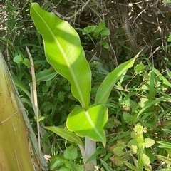 アイスクリームバナナの苗の画像