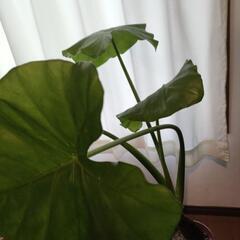 観葉植物 クワズイモ 台車 IKEAの画像