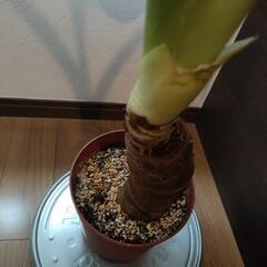 観葉植物 クワズイモ 台車 IKEAの画像