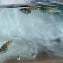 【メダカ屋のんの】ユリシスメダカ4匹(オス1メス3)の画像