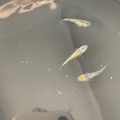 【メダカ屋のんの】ユリシスメダカ4匹(オス1メス3)の画像