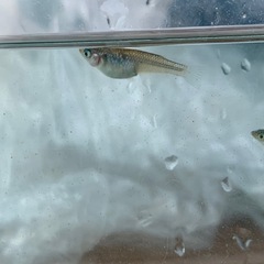 【メダカ屋のんの】ユリシスメダカ4匹(オス1メス3)の画像