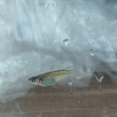 【メダカ屋のんの】ユリシスメダカ4匹(オス1メス3)の画像