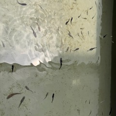 ミックスめだかの画像