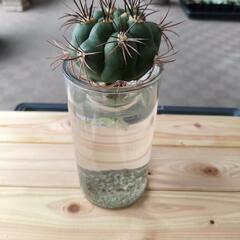 新天地 水耕栽培の画像