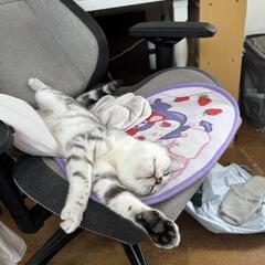 猫のココ（プロフィール要確認）