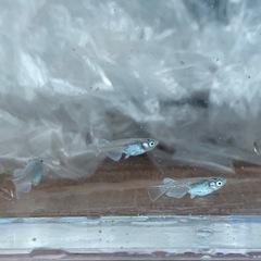 【メダカ屋のんの】富士薊メダカ5匹(オス2メス3)の画像
