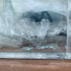 【メダカ屋のんの】富士薊メダカ5匹(オス2メス3)の画像