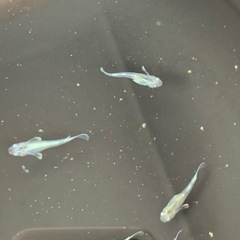 【メダカ屋のんの】富士薊メダカ5匹(オス2メス3)の画像