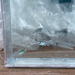 【メダカ屋のんの】富士薊メダカ5匹(オス2メス3)の画像