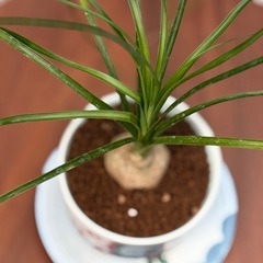 【有田焼鉢付き】ボーカルネア・レクルヴァタ（トックリラン）ミニ観葉植物 20cの画像